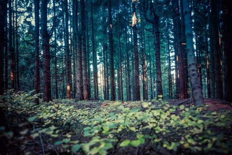 Deep Blue Spruce Tree Forest Stock Photo Image Of Tree Landscape