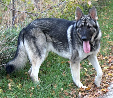 They have thicker bone structure, bigger heads, they are taller, deeper chest, and straight backs. Silver Sable German Shepherd Puppies / Untitled 1 www ...