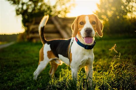 Beagle Lifespan And Common Health Issues Explained