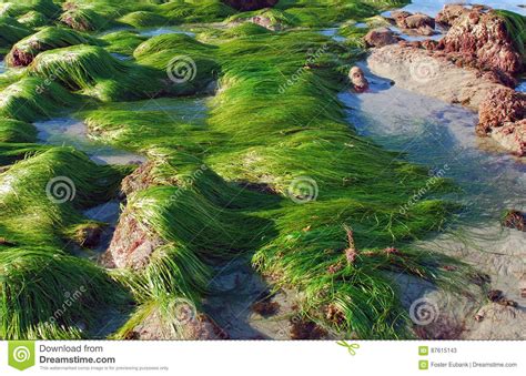Low Tide Showing Surf Grass Phyllospadix Sp Along