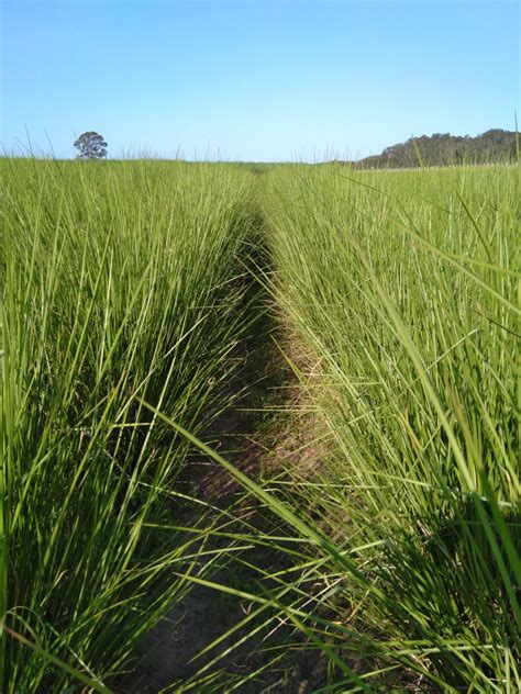 About Vetiver Grass