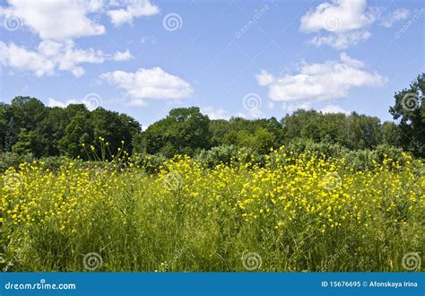 Meadow With Yellow Flowers Stock Image Image Of Flowering 15676695