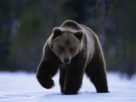 Os Ursos Urso Pardo Siberiano