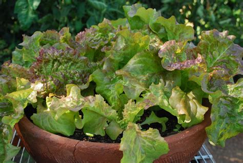 Check spelling or type a new query. 11 Tips for Growing Lettuce Indoors In Containers | Gardenoid