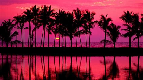 hd wallpaper purple sky palm afterglow sunset palm tree dusk silhouette wallpaper flare
