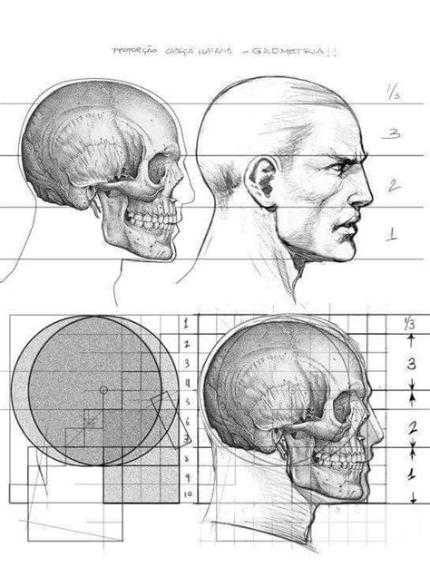 Pin De John Gkialpis En Anatomy Arte De Anatomía Humana Dibujo