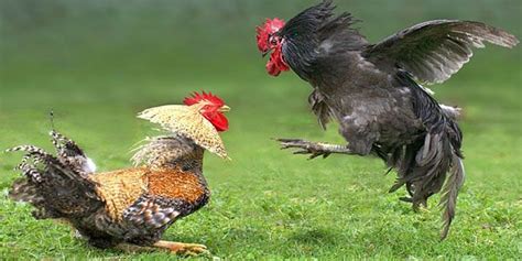 Sabung ayam peru atau peruvian cockfighting merupakan kegiatan yang dilegalkan dan diselenggarakan secara nasional setiap harinya. Ayam Sabung Pisau Terbaik Di Filipina | Bangkok, Agen ...