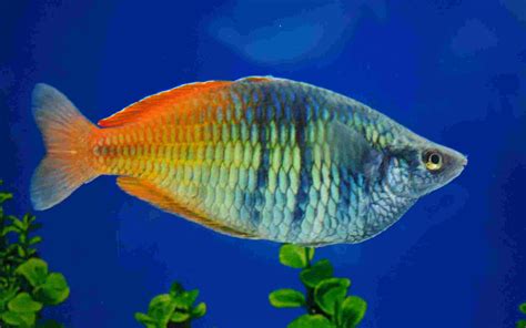 Melanotaenia Boesemani Boesemans Rainbow Fish