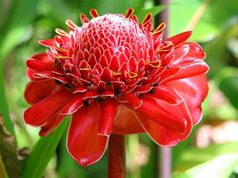 From cute and unique names, to famous ginger cats from movies and tv, to. Names Hawaiian Flowers | Hawaii 2006: Flower: Red Torch ...