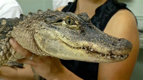 Metre-long alligator discovered in Montreal alley | CTV News