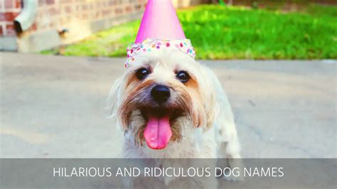 Ultimate List Of The Top 400 Funny Dog Names Hilarious Witty Silly
