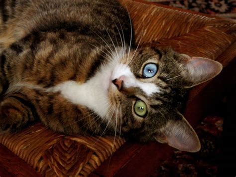 cat   felines   colored eyes