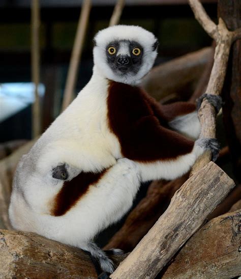 Endangered Lemur Born At Md Zoo Soon This Baby Will Be Able To Leap