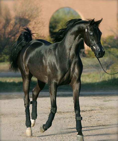Black Arabian Horse のベストアイデア 25 選｜pinterest のおすすめ 馬、黒い馬、馬