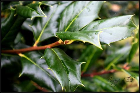 Raindrops On Holly Photograph By Paul Henry Fine Art America