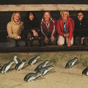 Our 1 day phillip island tour takes us on a journey through a variety of victoria's coastal surroundings, accompanied by interaction with some of australia's native wildlife for everyone to the phillip island penguin parade is an event that every tourist visiting victoria must experience. Visit Cairns - Phillip Island Penguin Parade