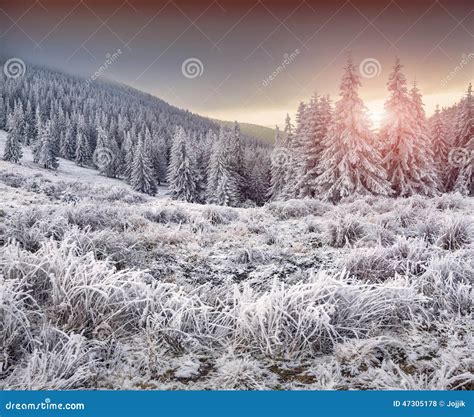 Colorful Winter Sunrise In The Mountains Stock Photo Image Of Morning