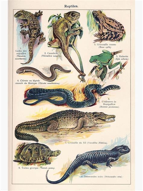 Vintage French Biology Illustration Quillet Reptiles Poster For