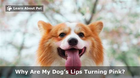 What Causes A Dog S Lips To Turn Red