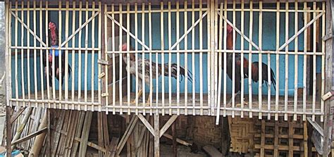 Beternak ayam bangkok, perhatikan hal ini. Kandang Yang Baik Bagi Ayam Aduan | INDOBOLA77