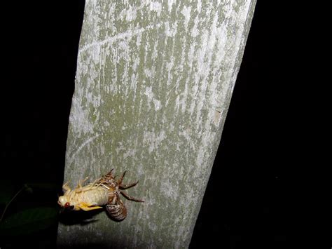 Cicada Emerging From Its Shell Olympus Digital Camera Flickr