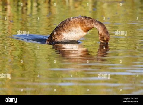 Lesser Scaup Female Duck Diving In A Pond Calgary Alberta Canada