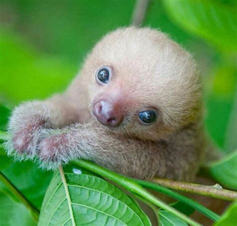 Winsome Baby Sloth Baby Animals Pictures Cute Animal Pictures Funny