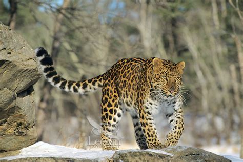 Big Cats Amur Leopard Or Korean Leopard Panthera Pardus Orientalis