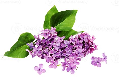 Lilac Flower Png Transparent Background 29720750 Png