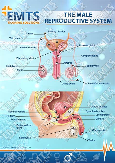 Anatomy Of The Male Reproductive System