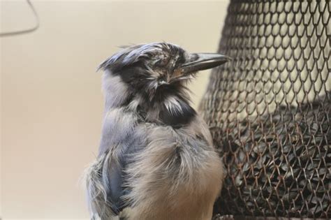 Blue Jay W Eye Disease Feederwatch