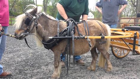 Driving Charisma How To Harness And Drive A Pony Or Miniature Horse