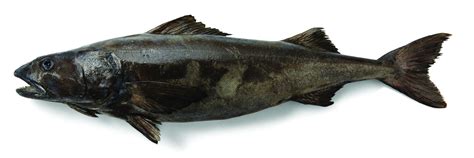 Why Blackcod Is Not Cod Sierra Seafood Co