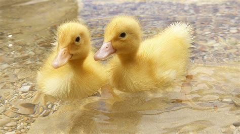 Baby Ducklings Wallpapers Wallpaper Cave