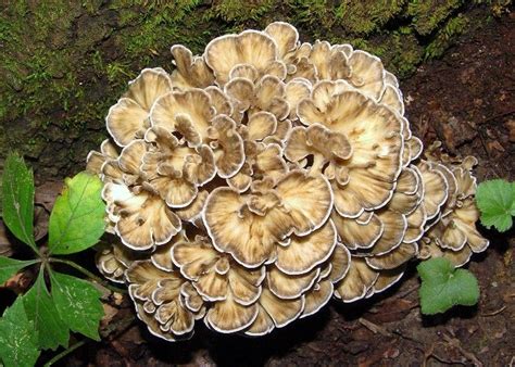 Hen Of The Woods Edible Mushrooms Found In Iowa