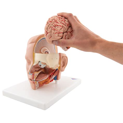 Get_body_smart_anatomy_quizzes 2/11 get body smart anatomy quizzes the human body in health and disease, this textbook is an excellent primer that focuses on normal anatomy and physiology. Anatomical Teaching Models - Plastic Anatomy Models - Head ...