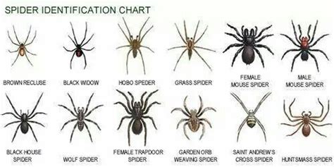 Spider Chart Preparedness And Self Sufficiency Pinterest