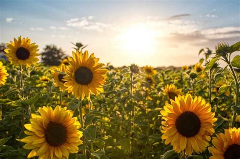 17 Must Visit Sunflower Fields In Kansas 2023 A Cowboys Life