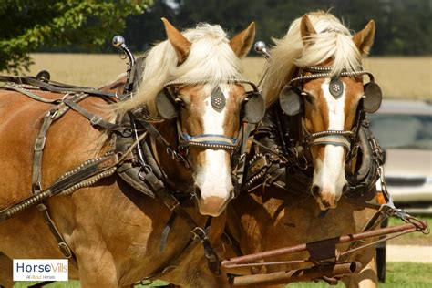 Clydesdale Horse Breeds Are They Good For Riding W Pictures