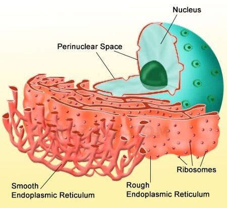 The rough endoplasmic reticulum has on it ribosomes, which are small, round organelles whose function it is to make those proteins. Information About the Smooth Endoplasmic Reticulum and Its ...