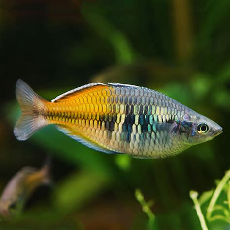 Boesemani rainbow fish have an average lifespan of 5 to 8 years in captivity if you keep a pristine aquarium and monitor tank conditions regularly. Bosmani Rainbow Fish - Wattley Discus