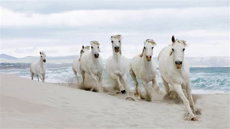 White Horses On Sand With Background Of Sea Mountain And Cloudy Sky Hd