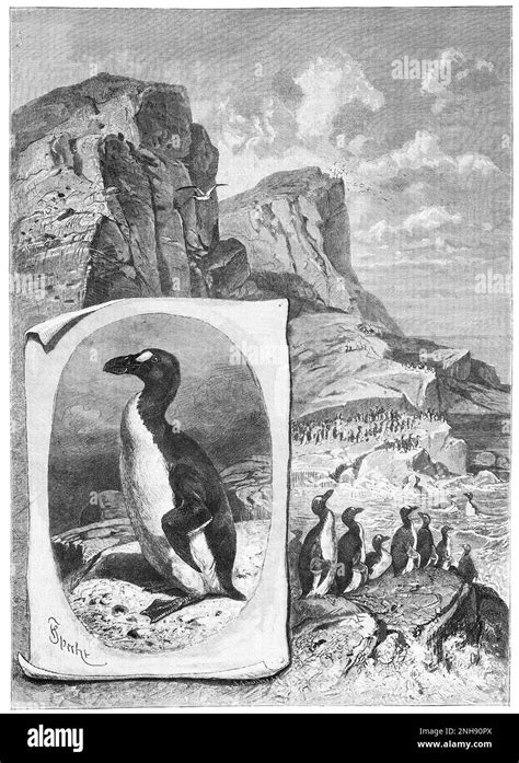 El Gran Auk Pinguinus Impennis Es Una Especie De Alcid Sin Vuelo Que