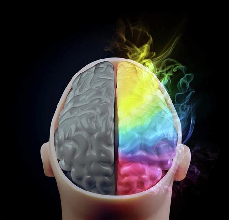 Brain Hemispheres Photograph By Andrzej Wojcickiscience Photo Library