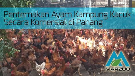 Ayam kampung merupakan salah satu jenis ayam yang diminati baik daging atau telurnya. Ternak Ayam Kampung Kacuk di Karak Pahang (skala komersial ...