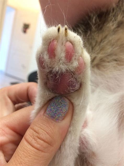If your cat's pads are swollen, it could be pillow foot.. Dermatology - Vets on the Balkans - an online journal for ...