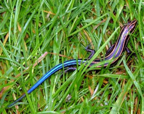 Are Blue Tail Lizard Poisonous Blue Tail Skinks Are Great Garden Pest