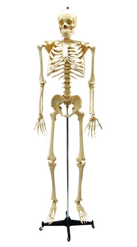 Humans Are Born With 300 Bones In Their Body However When A Person