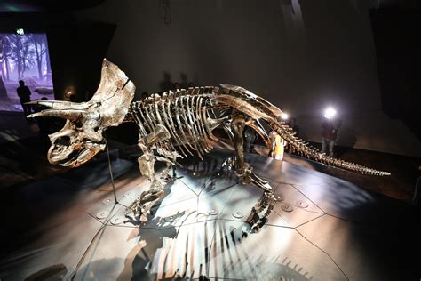 Meet Horridus The Worlds Best Preserved And Most Complete Triceratops