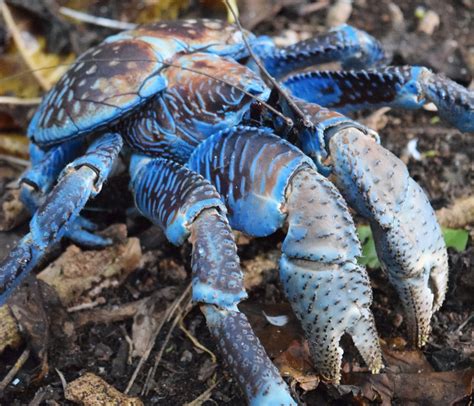 Crabs Pulu Keeling National Park
